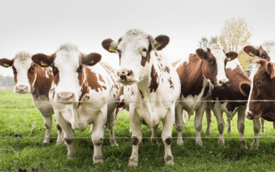 Sometimes You Just Can’t Buy the Cow